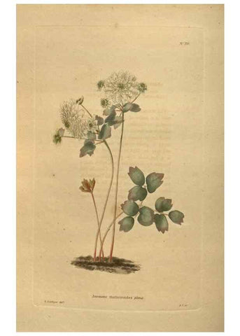 Reproducción/Reproduction 48753924528: The botanical cabinet. London :John & Arthur Arch ...,1817-1833.. 