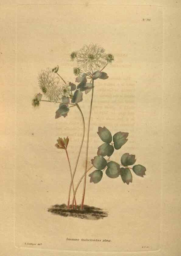 Reproducción/Reproduction 48753924528: The botanical cabinet. London :John & Arthur Arch ...,1817-1833.. 