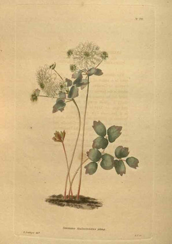 Reproducción/Reproduction 48753924528: The botanical cabinet. London :John & Arthur Arch ...,1817-1833.. 