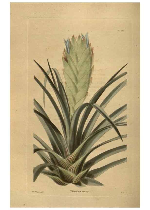 Reproducción/Reproduction 48754440282: The botanical cabinet. London :John & Arthur Arch ...,1817-1833.. 
