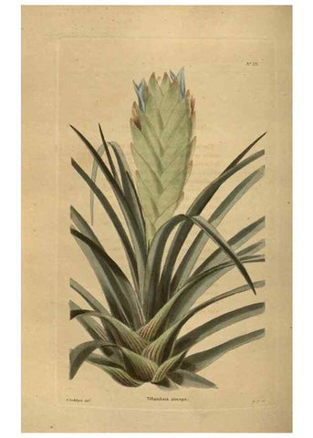 Reproducción/Reproduction 48754440282: The botanical cabinet. London :John & Arthur Arch ...,1817-1833.. 