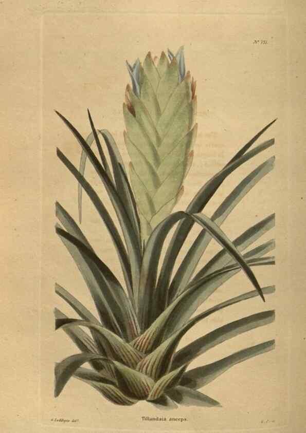 Reproducción/Reproduction 48754440282: The botanical cabinet. London :John & Arthur Arch ...,1817-1833.. 