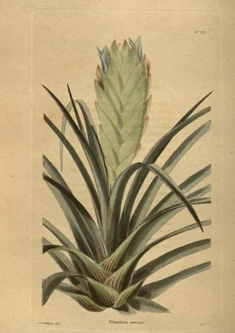 Reproducción/Reproduction 48754440282: The botanical cabinet. London :John & Arthur Arch ...,1817-1833.. 