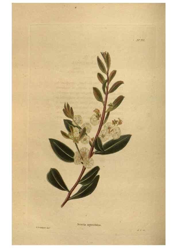 Reproducción/Reproduction 48754247461: The botanical cabinet. London :John & Arthur Arch ...,1817-1833.. 