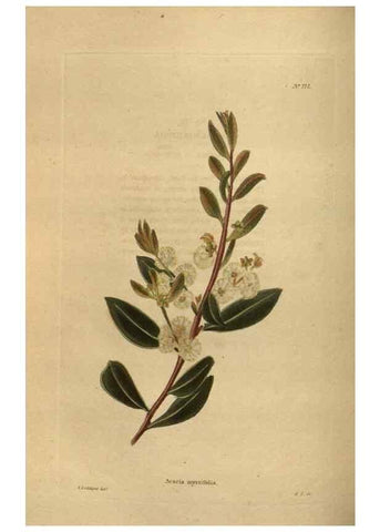 Reproducción/Reproduction 48754247461: The botanical cabinet. London :John & Arthur Arch ...,1817-1833.. 