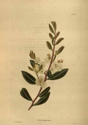 Reproducción/Reproduction 48754247461: The botanical cabinet. London :John & Arthur Arch ...,1817-1833.. 
