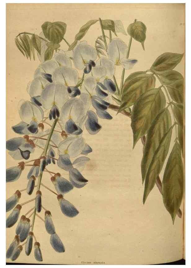 Reproducción/Reproduction 48754247806: The botanical cabinet. London :John & Arthur Arch ...,1817-1833.. 