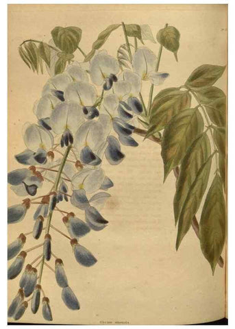 Reproducción/Reproduction 48754247806: The botanical cabinet. London :John & Arthur Arch ...,1817-1833.. 