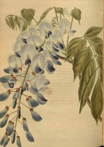 Reproducción/Reproduction 48754247806: The botanical cabinet. London :John & Arthur Arch ...,1817-1833.. 