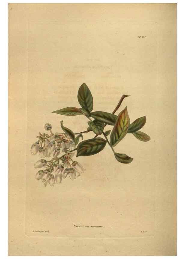 Reproducción/Reproduction 48754441127: The botanical cabinet. London :John & Arthur Arch ...,1817-1833.. 