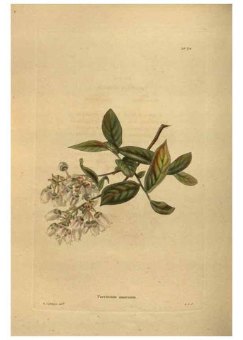 Reproducción/Reproduction 48754441127: The botanical cabinet. London :John & Arthur Arch ...,1817-1833.. 