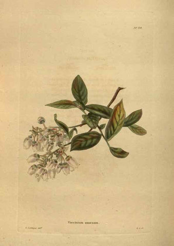 Reproducción/Reproduction 48754441127: The botanical cabinet. London :John & Arthur Arch ...,1817-1833.. 