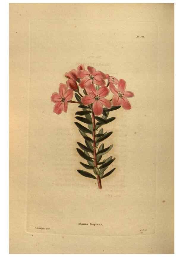 Reproducción/Reproduction 48754441387: The botanical cabinet. London :John & Arthur Arch ...,1817-1833.. 