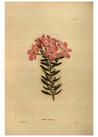 Reproducción/Reproduction 48754441387: The botanical cabinet. London :John & Arthur Arch ...,1817-1833.. 