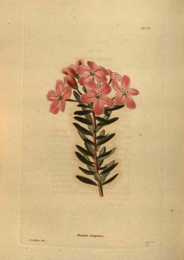 Reproducción/Reproduction 48754441387: The botanical cabinet. London :John & Arthur Arch ...,1817-1833.. 