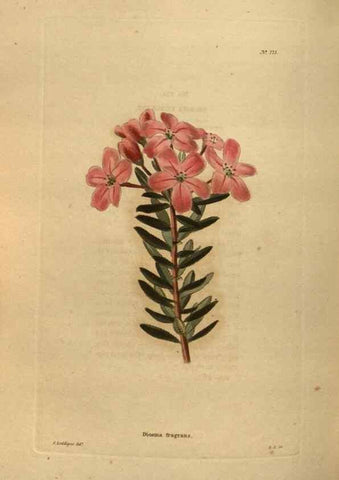 Reproducción/Reproduction 48754441387: The botanical cabinet. London :John & Arthur Arch ...,1817-1833.. 