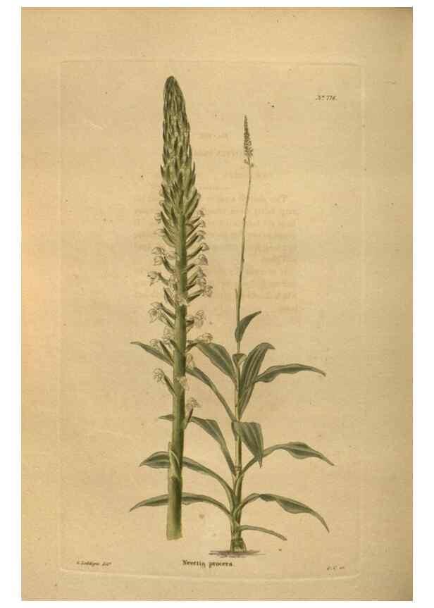 Reproducción/Reproduction 48754248641: The botanical cabinet. London :John & Arthur Arch ...,1817-1833.. 