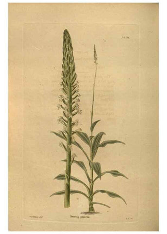 Reproducción/Reproduction 48754248641: The botanical cabinet. London :John & Arthur Arch ...,1817-1833.. 