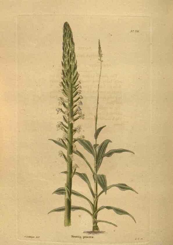Reproducción/Reproduction 48754248641: The botanical cabinet. London :John & Arthur Arch ...,1817-1833.. 