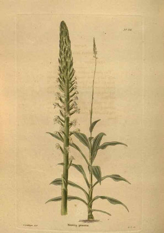 Reproducción/Reproduction 48754248641: The botanical cabinet. London :John & Arthur Arch ...,1817-1833.. 