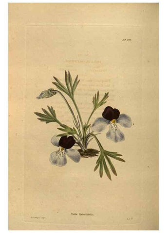 Reproducción/Reproduction 48754248951: The botanical cabinet. London :John & Arthur Arch ...,1817-1833.. 