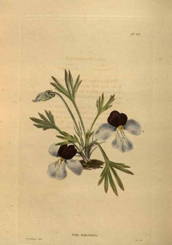 Reproducción/Reproduction 48754248951: The botanical cabinet. London :John & Arthur Arch ...,1817-1833.. 