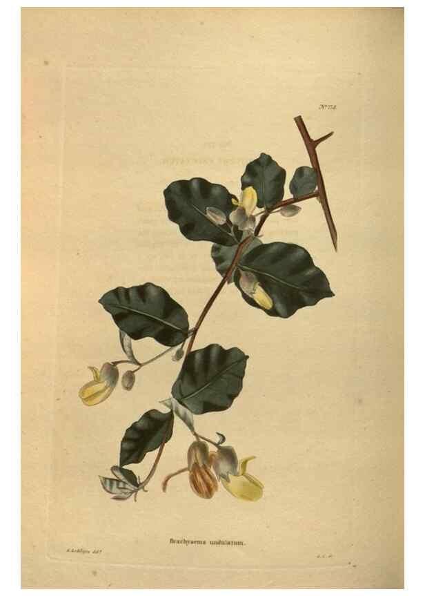 Reproducción/Reproduction 48753926878: The botanical cabinet. London :John & Arthur Arch ...,1817-1833.. 