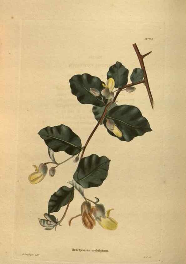 Reproducción/Reproduction 48753926878: The botanical cabinet. London :John & Arthur Arch ...,1817-1833.. 