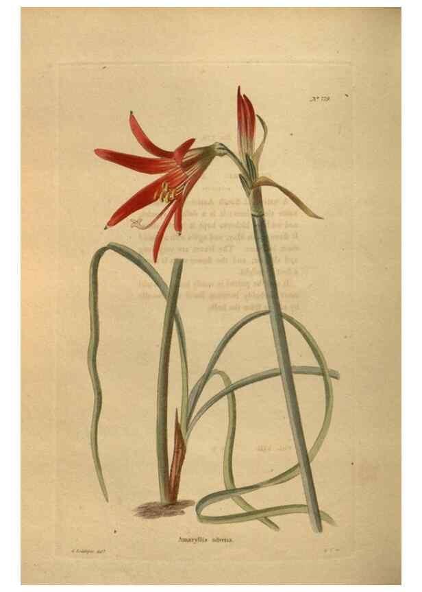 Reproducción/Reproduction 48754442707: The botanical cabinet. London :John & Arthur Arch ...,1817-1833.. 