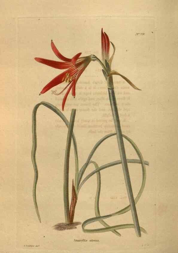 Reproducción/Reproduction 48754442707: The botanical cabinet. London :John & Arthur Arch ...,1817-1833.. 