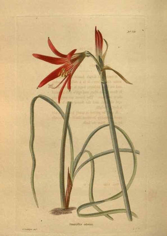 Reproducción/Reproduction 48754442707: The botanical cabinet. London :John & Arthur Arch ...,1817-1833.. 