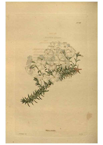 Reproducción/Reproduction 48754442962: The botanical cabinet. London :John & Arthur Arch ...,1817-1833.. 