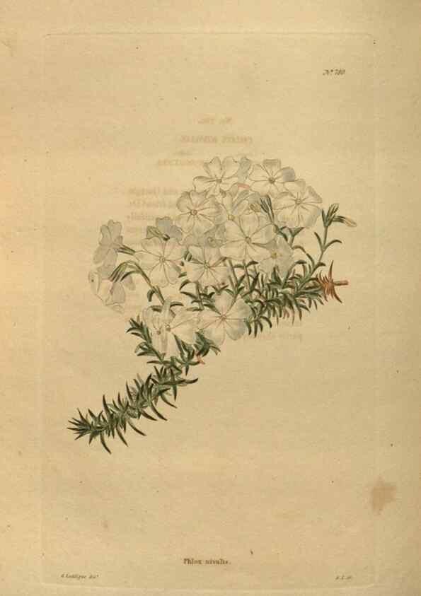 Reproducción/Reproduction 48754442962: The botanical cabinet. London :John & Arthur Arch ...,1817-1833.. 