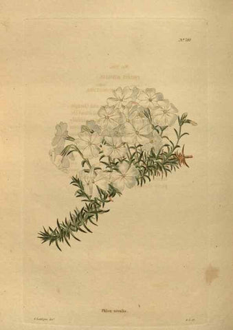 Reproducción/Reproduction 48754442962: The botanical cabinet. London :John & Arthur Arch ...,1817-1833.. 