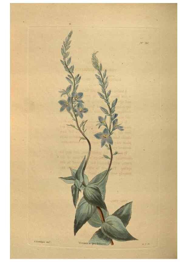 Reproducción/Reproduction 48754250141: The botanical cabinet. London :John & Arthur Arch ...,1817-1833.. 