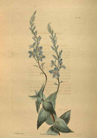 Reproducción/Reproduction 48754250141: The botanical cabinet. London :John & Arthur Arch ...,1817-1833.. 