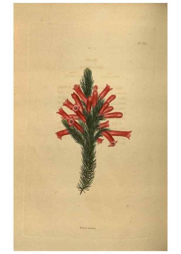 Reproducción/Reproduction 48754250386: The botanical cabinet. London :John & Arthur Arch ...,1817-1833.. 