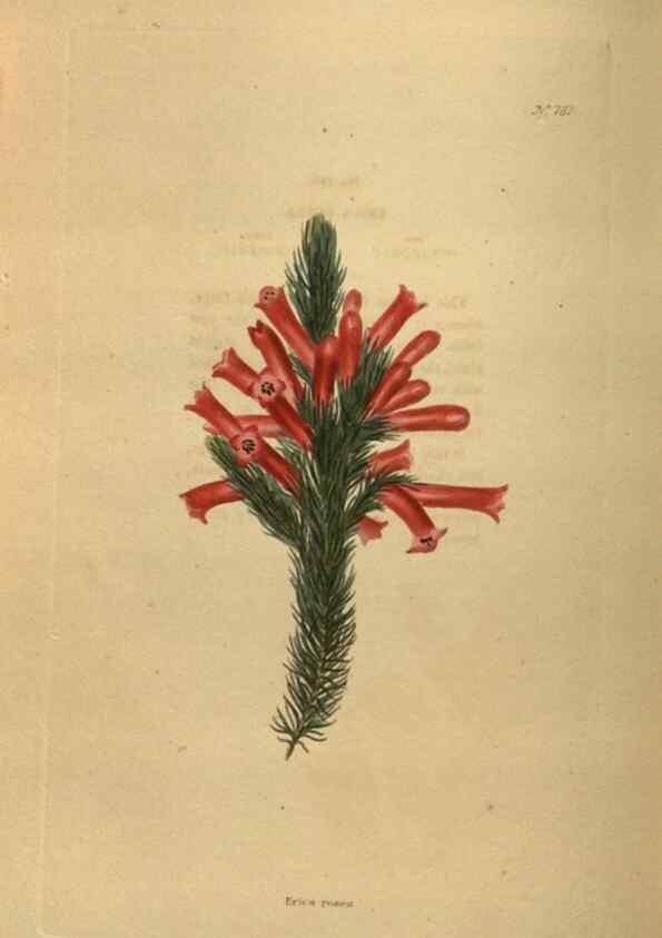 Reproducción/Reproduction 48754250386: The botanical cabinet. London :John & Arthur Arch ...,1817-1833.. 