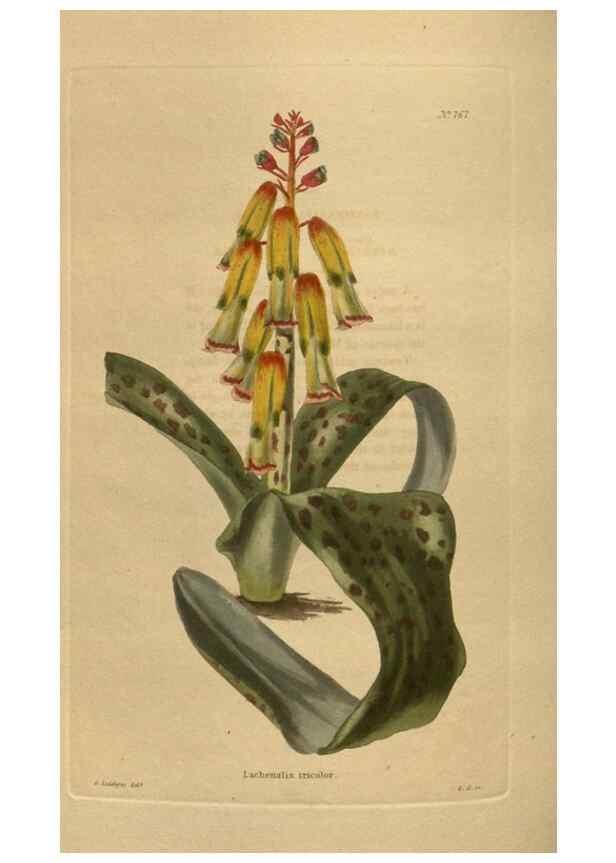Reproducción/Reproduction 48754439122: The botanical cabinet. London :John & Arthur Arch ...,1817-1833.. 