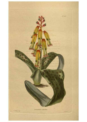 Reproducción/Reproduction 48754439122: The botanical cabinet. London :John & Arthur Arch ...,1817-1833.. 