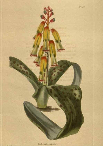 Reproducción/Reproduction 48754439122: The botanical cabinet. London :John & Arthur Arch ...,1817-1833.. 