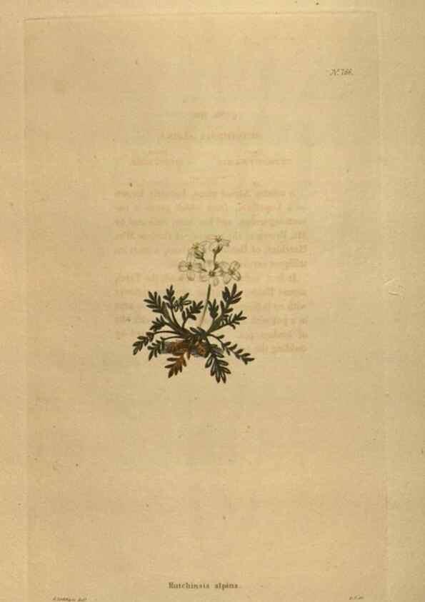 Reproducción/Reproduction 48754245631: The botanical cabinet. London :John & Arthur Arch ...,1817-1833.. 