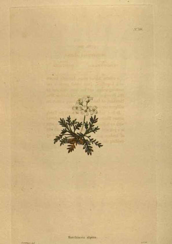 Reproducción/Reproduction 48754245631: The botanical cabinet. London :John & Arthur Arch ...,1817-1833.. 
