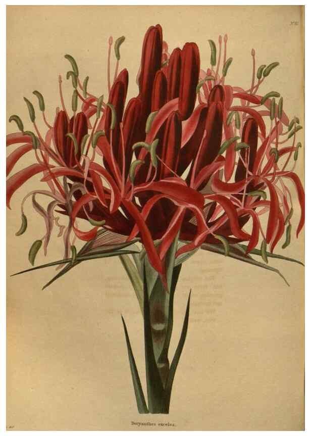 Reproducción/Reproduction 48754438552: The botanical cabinet. London :John & Arthur Arch ...,1817-1833.. 