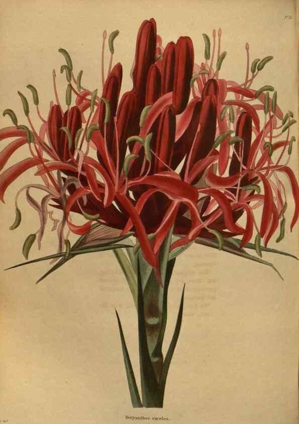 Reproducción/Reproduction 48754438552: The botanical cabinet. London :John & Arthur Arch ...,1817-1833.. 