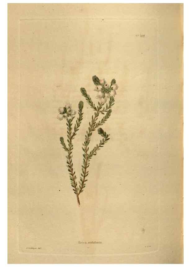 Reproducción/Reproduction 48754438277: The botanical cabinet. London :John & Arthur Arch ...,1817-1833.. 