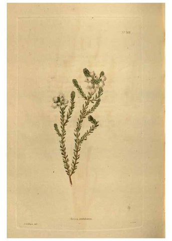 Reproducción/Reproduction 48754438277: The botanical cabinet. London :John & Arthur Arch ...,1817-1833.. 