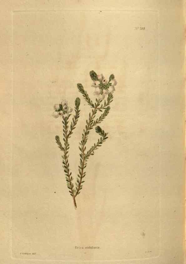 Reproducción/Reproduction 48754438277: The botanical cabinet. London :John & Arthur Arch ...,1817-1833.. 