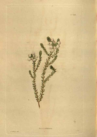 Reproducción/Reproduction 48754438277: The botanical cabinet. London :John & Arthur Arch ...,1817-1833.. 