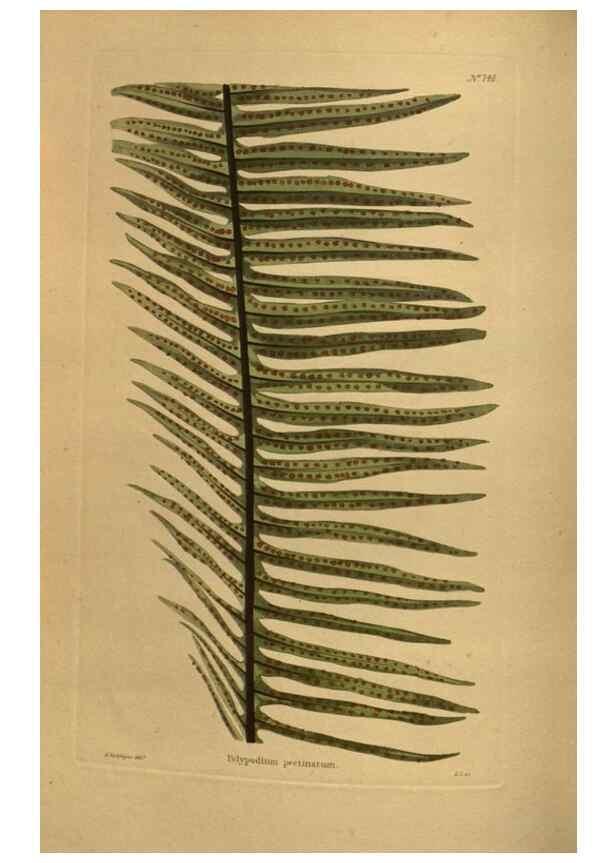 Reproducción/Reproduction 48754233741: The botanical cabinet. London :John & Arthur Arch ...,1817-1833.. 